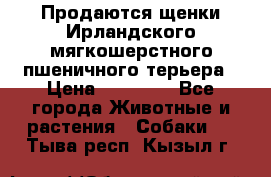 Продаются щенки Ирландского мягкошерстного пшеничного терьера › Цена ­ 30 000 - Все города Животные и растения » Собаки   . Тыва респ.,Кызыл г.